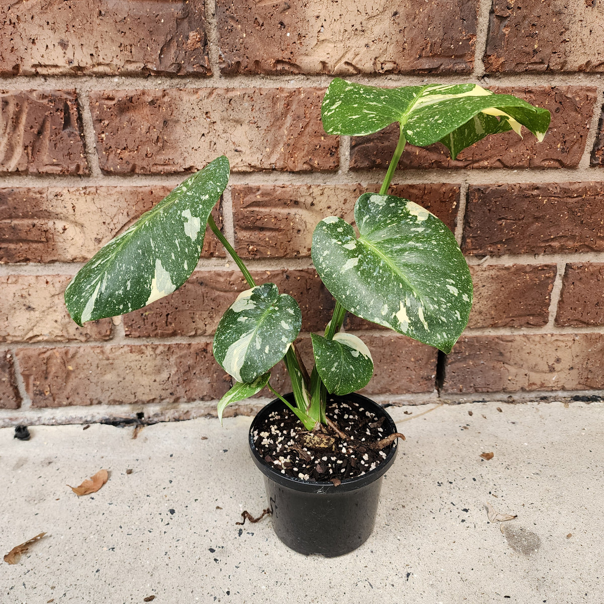 Monstera 'Thai Constellation'