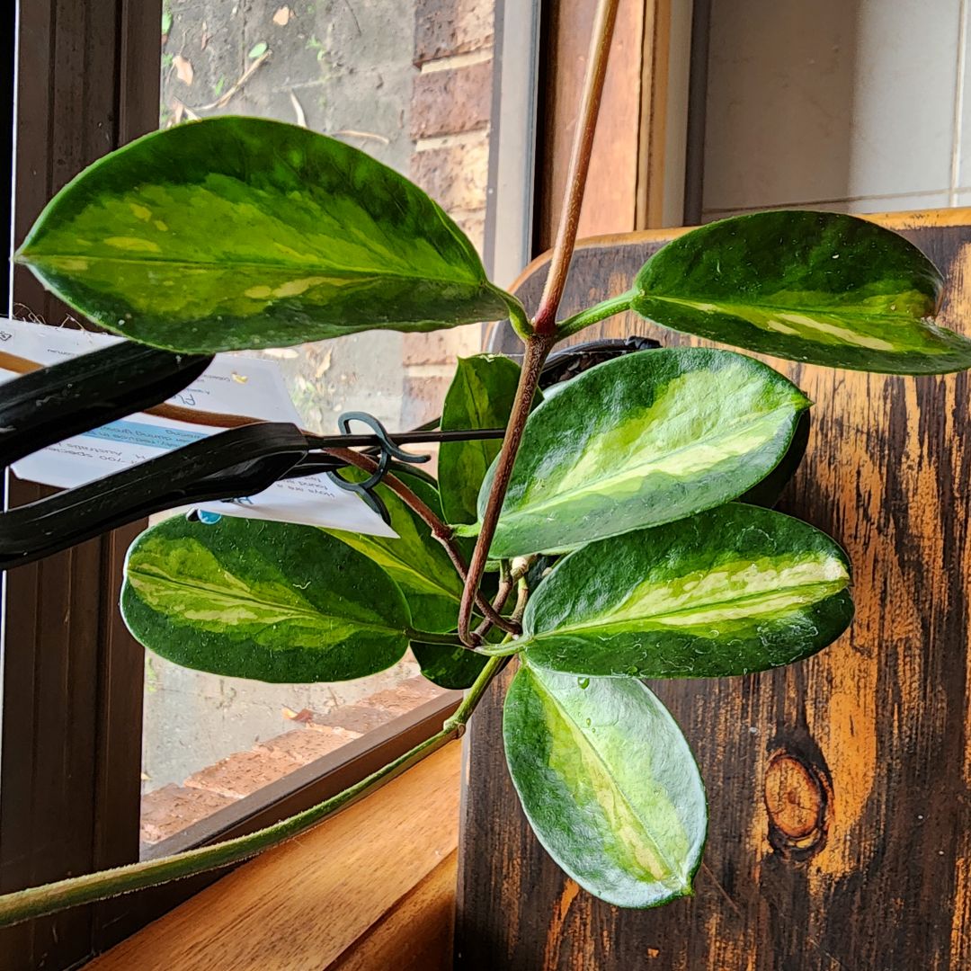 Hoya australis - Wax Plant