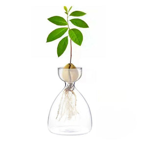 Avocado Seed Propagation Vase-