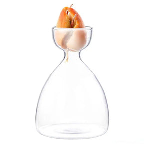 Avocado Seed Propagation Vase-