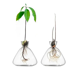 Avocado Seed Propagation Vase-