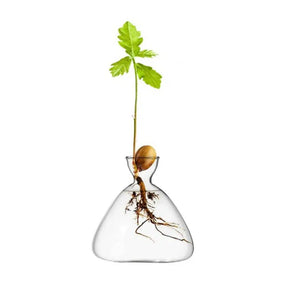 Avocado Seed Propagation Vase-B-