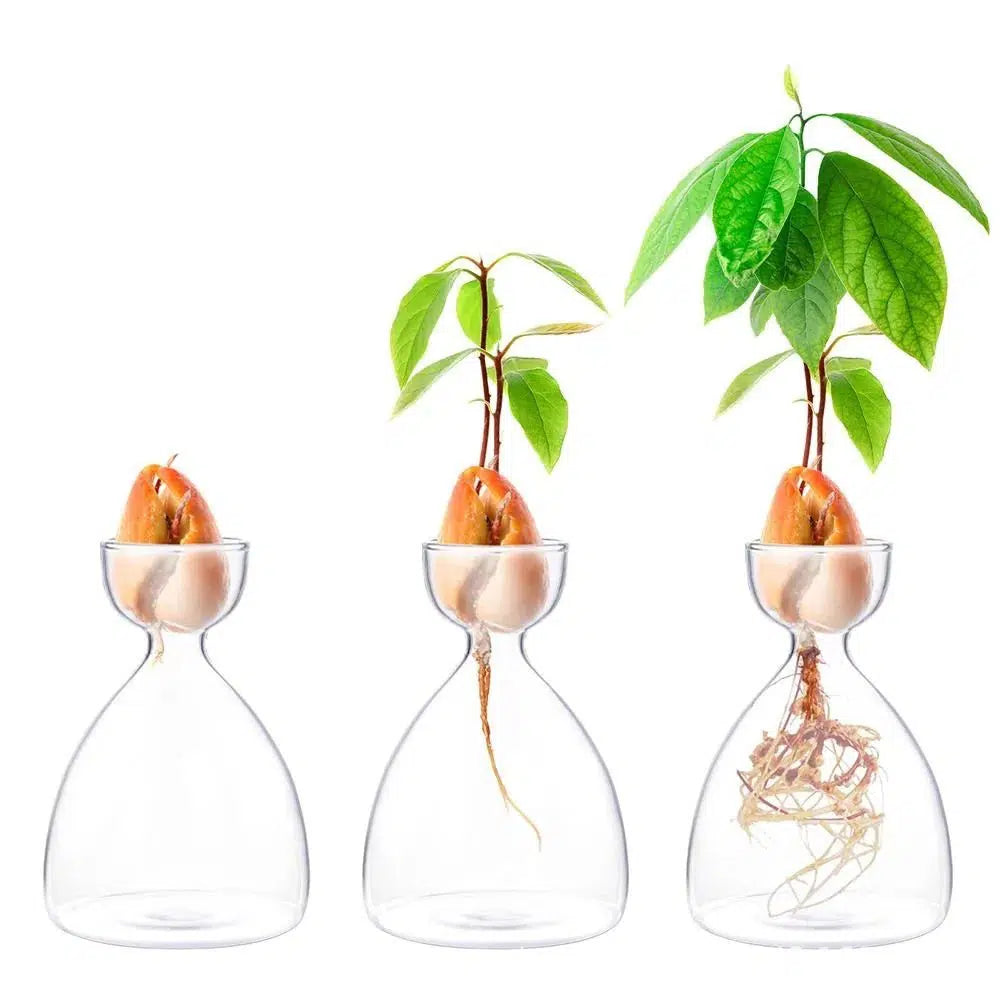 Avocado Seed Propagation Vase-