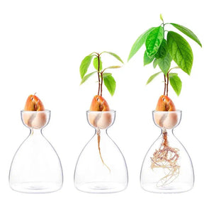 Avocado Seed Propagation Vase-