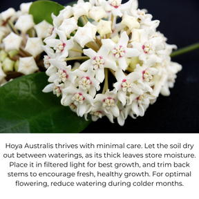 Flower Hoya australis - Wax vine description