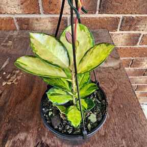 Hoya australis - Wax vine